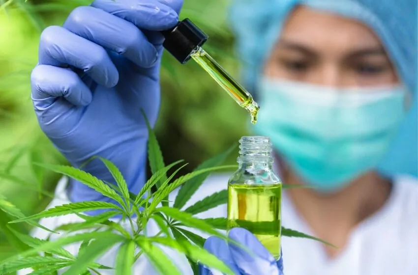 cannabis medicinal