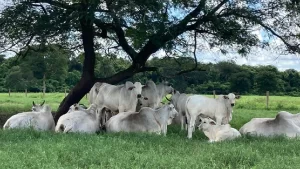 declaração pecuária no Tocantins