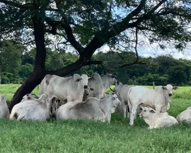 declaração pecuária no Tocantins