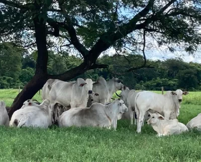 declaração pecuária no Tocantins
