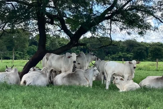 declaração pecuária no Tocantins