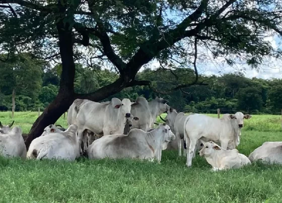 declaração pecuária no Tocantins