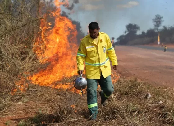 incêndios florestais
