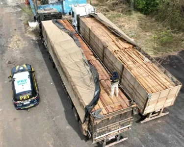madeira ilegal