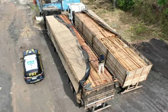 madeira ilegal